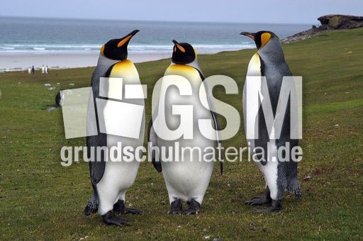 Königspinguin (25 von 84).jpg